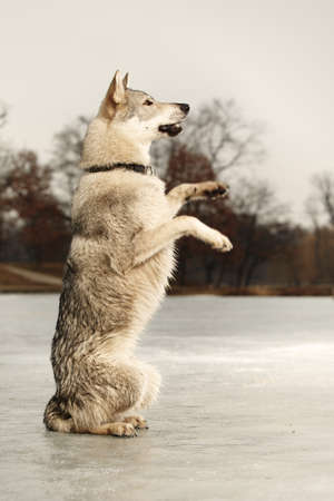 Begging eight months old wolfdog male puppy in winter parkの写真素材