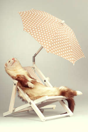 Ferret portrait on beach chair in studioの写真素材