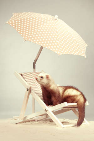 Ferret portrait on beach chair in studioの写真素材
