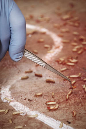 Collecting of fly larva on crime scene after victim pickup