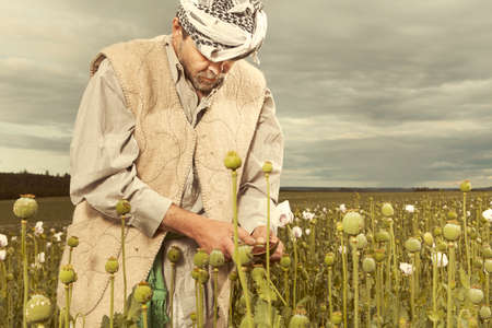 Man harvesting raw opium on large poppy fieldの写真素材