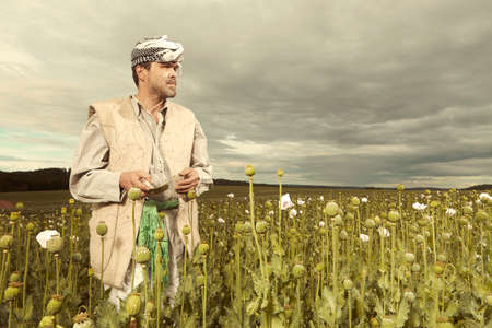 Illegal farmer harvesting raw opium on large poppy field