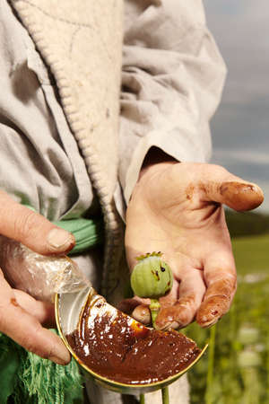 Detail of harvesting of raw opium on poppy fieldの写真素材