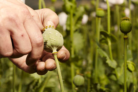 Detail of cutting poppy heads with knife to harvest opium latexの写真素材