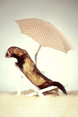 Ferret male portrait in studio on beach chairの写真素材