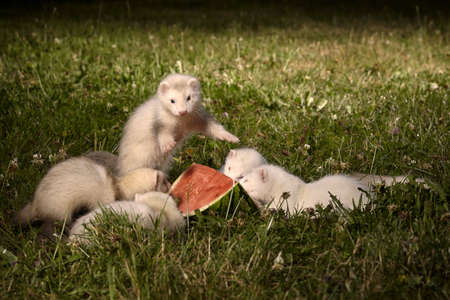 Ferret baby group in summer grass enjoying watermelon refreshingの写真素材