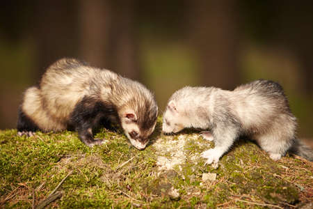 Ferret posing on moss deep in summer forestの写真素材