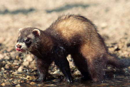 Ferret on beach enjoying relaxation in summer dayの写真素材