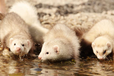 Ferret on beach enjoying relaxation in summer dayの写真素材