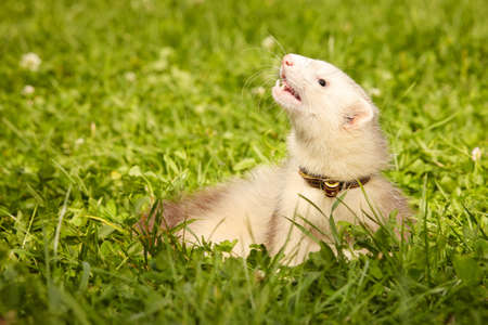 Ferret posing and relaxing in summer park grass