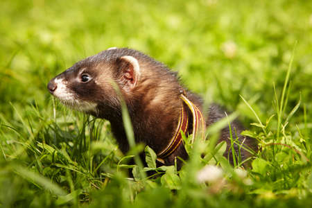 Ferret posing and relaxing in summer park grassの写真素材