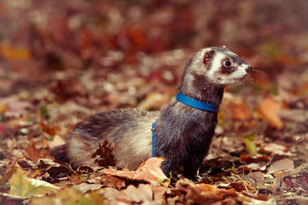 Standard color ferret female staying in leaves in autumn parkの写真素材