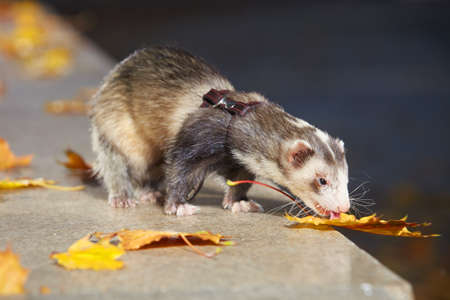Other pattern ferret female staying on stone fence in autumn parkの写真素材