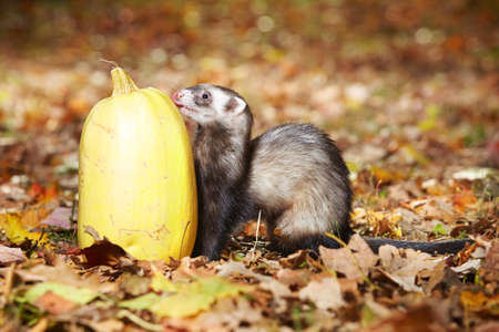 Standard color female ferret on leash posing with pumpkin in autumn parkの写真素材