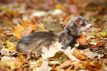 Dark ferret on leash posing and enjoying their game in autumn parkの写真素材