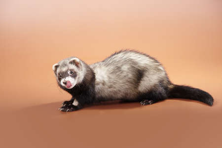 Pet and friend - Ferret portrait in studioの写真素材