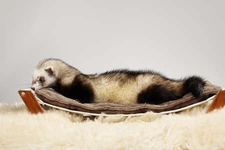 Pet friend Ferret portrait in studioの写真素材