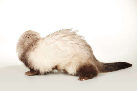 Brown ferret female portrait in studioの写真素材