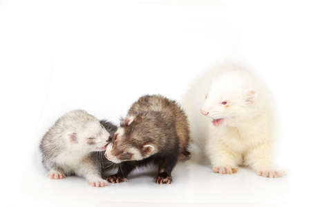 Ferret group on white background posing for portrait in studioの写真素材