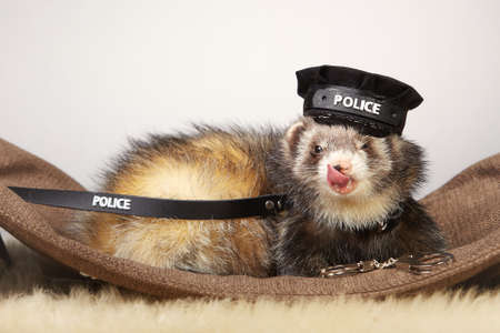 Ferret portrait in studio in police style with hat and handcuffs