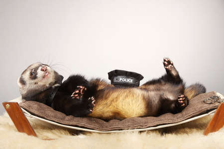Ferret portrait in studio in police style with hat and handcuffsの写真素材