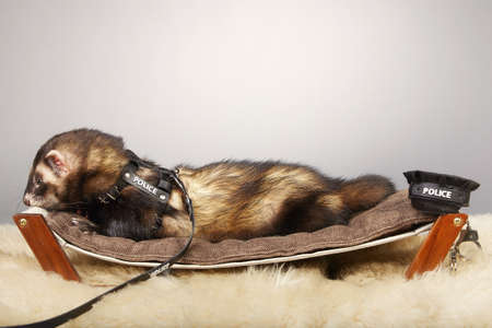 Ferret portrait in studio in police style with hat and handcuffsの写真素材