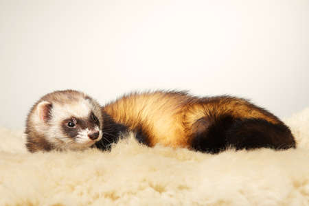 Nice standard color ferret male portrait in studioの写真素材