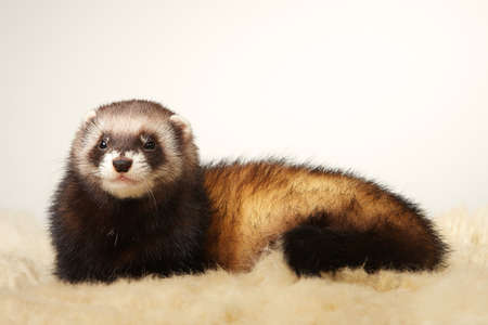 Pretty ferret portrait in studioの写真素材
