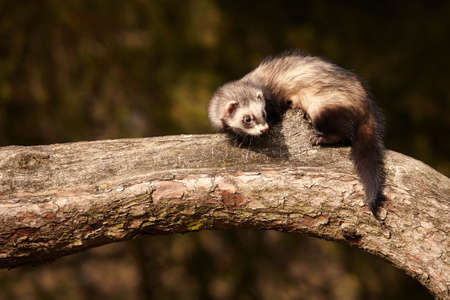 Standard color ferret sitting on tree and enjoying their walk and game in parkの写真素材