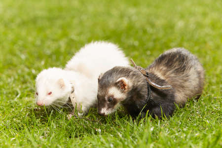 Nice ferret couple on fresh green grass in spring parkの写真素材
