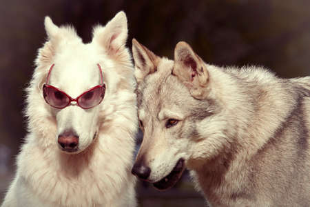 Couple of gray wolfdog and swiss white shepheard with sunglasses in spring parkの写真素材
