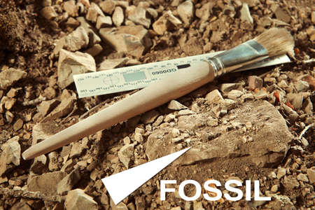 Trilobite fossil found on ground in cambrian rocky sediments