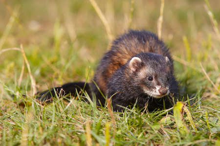 Dark sable ferret on summer meadow enjoying her gameの写真素材