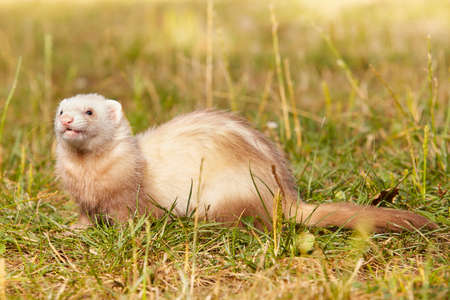 Ferrets on summer meadow enjoying their gameの写真素材