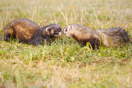 Ferrets on summer meadow enjoying their gameの写真素材