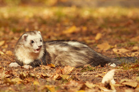 Ferret male posing and enjoying their walk and game in park