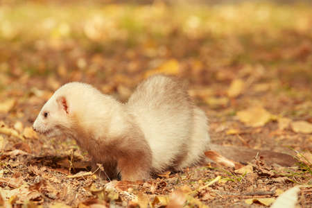 Ferret female posing and enjoying their walk and game in parkの写真素材