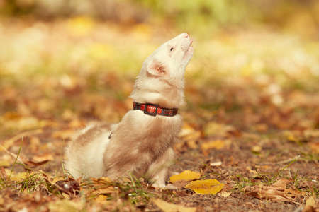 Ferret female posing and enjoying their walk and game in parkの写真素材