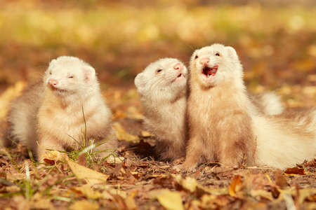 Champagne ferret group posing and enjoying their walk and game in parkの写真素材