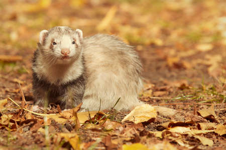 Ferret female posing and enjoying their walk and game in park