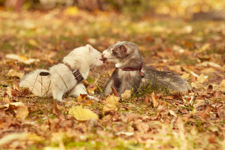 Ferret couple posing and enjoying their walk and game in parkの写真素材
