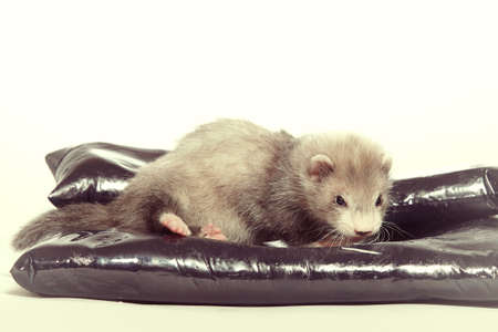 Young ferret baby posing in studio on ceramic bed