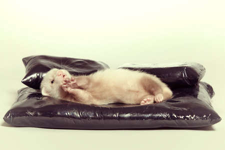 Young ferret baby posing in studio on pet bedの写真素材