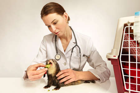 Veterinarian doctor working with young female ferret