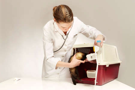 Veterinarian doctor working with young female ferret