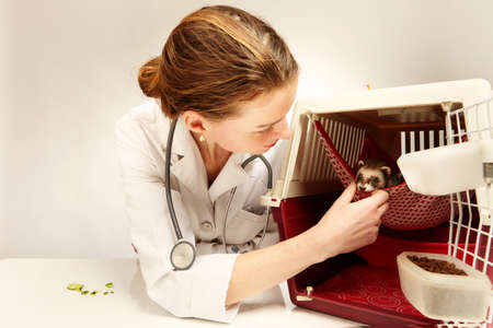 Veterinarian doctor working with young female ferretの写真素材