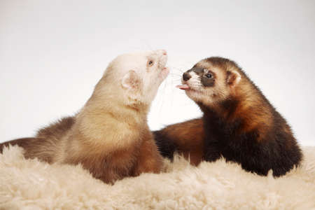 Pet and friend - Ferret couple posing in studioの写真素材