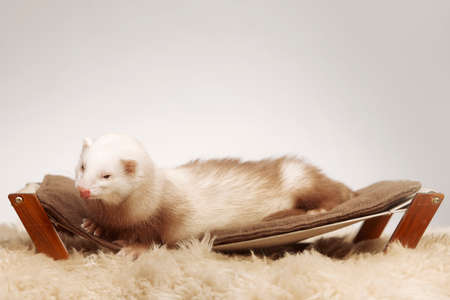 Pet and friend - Ferret portrait in studio