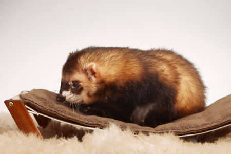 Standard color ferret male portrait in studio