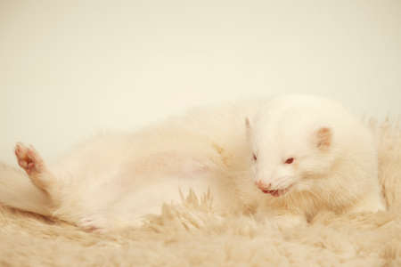 Cute albino ferret male portrait in studioの写真素材